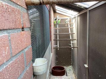 Te koop halsband parkieten + kweekk rose’kaketoe beschikbaar voor biedingen