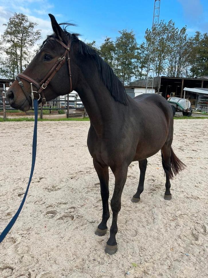 3 jarige merrie met veel qualiteit, Dieren en Toebehoren, Paarden, Merrie, Zadelmak
