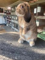 Duitse hangoor konijn, Dieren en Toebehoren, Hangoor