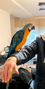 Ara ararauna mâle de 7 mois ,bien apprivoisé, Animaux & Accessoires, Oiseaux | Accessoires, Enlèvement, Neuf