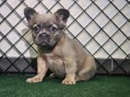 Bouledogue francais Fluffy, België, Fokker | Hobbymatig, CDV (hondenziekte), 8 tot 15 weken