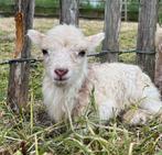 Ouessant lammetjes