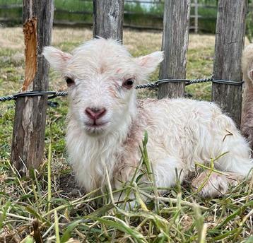 Witte ouessant lammetjes beschikbaar voor biedingen