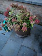 Hortensia tovelit, Tuin en Terras, Ophalen