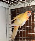 Geel oranje pastel pennant, Dieren en Toebehoren, Vrouwelijk, Parkiet, Geringd