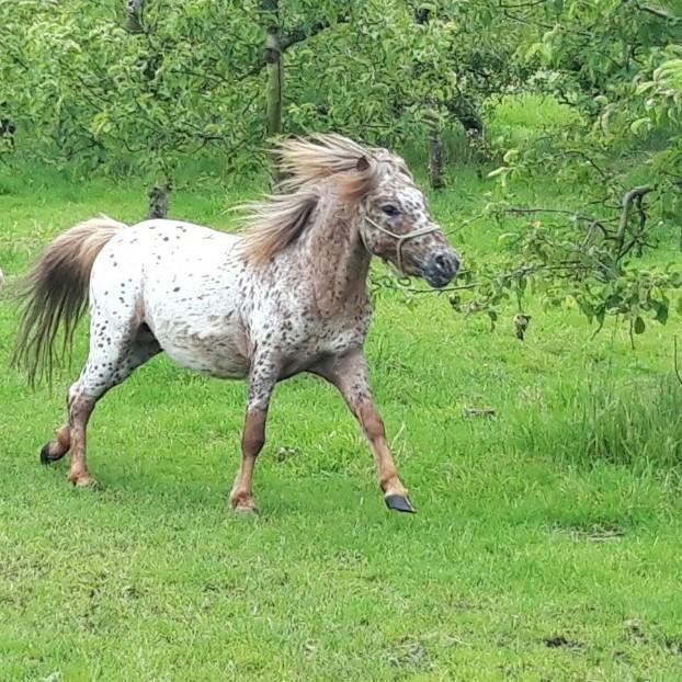 Appaloosa mini hengst, Dieren en Toebehoren, Pony's, Hengst