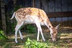 Damherten, Dieren en Toebehoren, Schapen, Geiten en Varkens, Meerdere dieren, 3 tot 5 jaar