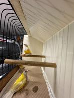 3 losse mannen gouldamadines / goulds te koop gele, Dieren en Toebehoren, Tropenvogel