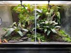 Paludarium, Dieren en Toebehoren, Ophalen, Zo goed als nieuw, Terrarium of Paludarium