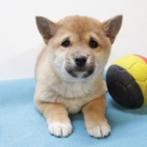 Shiba Inu - Belgisch pups te koop, Dieren en Toebehoren, België, CDV (hondenziekte), 8 tot 15 weken, Meerdere