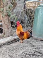 Haantje, Dieren en Toebehoren