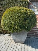Grote buxusbol, Ophalen