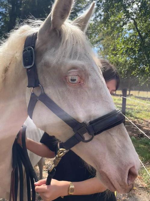 1-jarig BWP hengstenveulen, Dieren en Toebehoren, Paarden, Hengst, Onbeleerd, 0 tot 2 jaar, Met stamboom, Gechipt, Ontwormd, Ingeënt