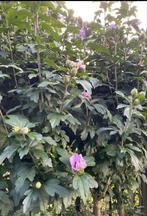 Mooie roze hibiscus Syriacus, Tuin en Terras, Planten | Bomen, Ophalen of Verzenden, In pot