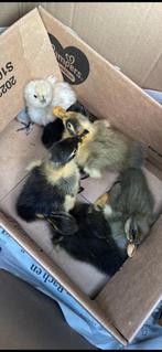 Indische loopeend kuikens, Meerdere dieren, Eend