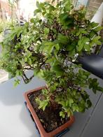 mooi Zelkova bonsai boompje, Jardin & Terrasse, Plantes | Arbres, Enlèvement ou Envoi