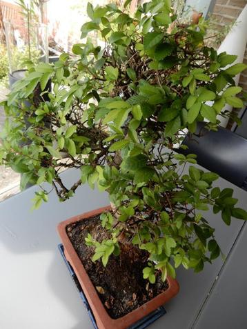 mooi Zelkova bonsai boompje