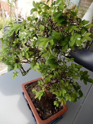mooi Zelkova bonsai boompje beschikbaar voor biedingen