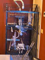 Kooi van papagaai en en speel toren, Dieren en Toebehoren, Ophalen