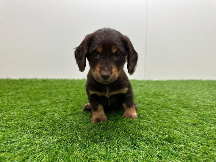 Portée de chiots Teckel Nain à poil long, Animaux & Accessoires, Chiens | Teckels & Bassets, Chien (mâle), Poils longs, Nain, Éleveur | Professionnel