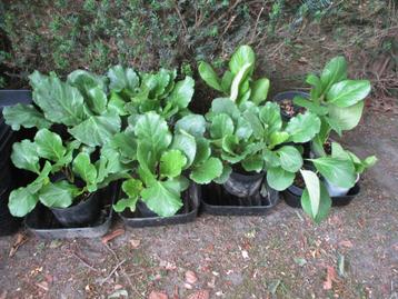 Schoenlappersplanten - Bergenia beschikbaar voor biedingen