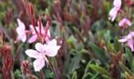 Roze gaura plantjes goedgeworteld, Enlèvement