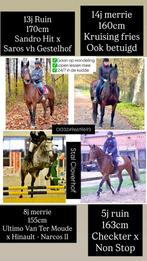 4 toffe paarden te koop, Dieren en Toebehoren, Pony's, Meerdere dieren