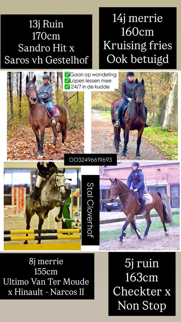 4 toffe paarden te koop, Dieren en Toebehoren, Pony's, Meerdere dieren