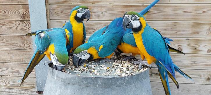 Blauw gele ara, Dieren en Toebehoren, Vogels | Parkieten en Papegaaien, Papegaai, Vrouwelijk, Tam