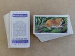 British Wild Life complete set 50 chromos dieren 1958, Verzamelen, Foto's en Prenten, Ophalen of Verzenden, 1940 tot 1960, Dier