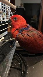 Jeune femelle eclectus, Femelle