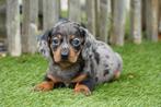 Prachtige Kortharige dwergteckel pups (korthaar dwerg teckel, Dieren en Toebehoren, Honden | Teckels en Dashonden, België, CDV (hondenziekte)