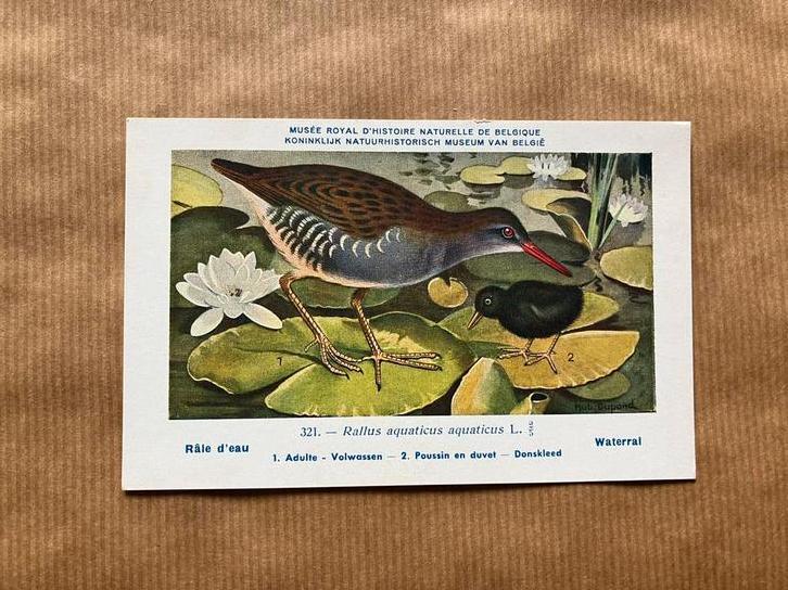 Vogels der Belgische Fauna - Reeks 33, Verzamelen, Postkaarten | Dieren, Ongelopen, Vogel, Ophalen of Verzenden