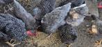 Kippen, Dieren en Toebehoren, Pluimvee, Meerdere dieren, Kip