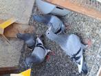 A vendre jeunes pigeons 15eur pièces