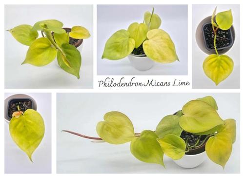 Philodendron Micans Lime, Huis en Inrichting, Kamerplanten, Ophalen of Verzenden