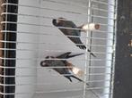 Blackwing Blackface grasparkieten