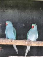 halsbandparkiet 2025 pop turquoiseblauw wkwst, Dieren en Toebehoren, Vrouwelijk, Parkiet, Geringd