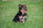 Yorkshire Terriër pups te koop - Ouders aanwezig, Dieren en Toebehoren, CDV (hondenziekte), Meerdere, 8 tot 15 weken, Meerdere dieren