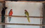 Jong koppel rosella witvleugels, Dieren en Toebehoren, Vogels | Parkieten en Papegaaien, Parkiet, Geringd