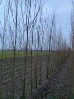 Italiaanse Populieren, Ophalen, Bloeit niet, Halfschaduw, 250 tot 400 cm