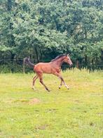 Hengstveulen just wimphof -flemming-sandro hit, Dieren en Toebehoren, Gechipt, Niet van toepassing, Dressuurpaard, 0 tot 2 jaar