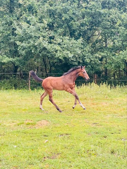 Hengstveulen just wimphof -flemming-sandro hit, Dieren en Toebehoren, Paarden, Hengst, Niet van toepassing, 0 tot 2 jaar, Dressuurpaard