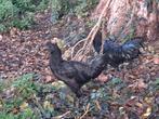 Ayam cemani haantjes, Mannelijk, Kip