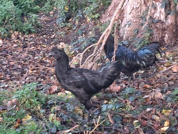 Ayam cemani haantjes beschikbaar voor biedingen