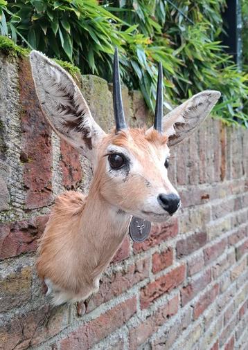 Opgezette kop steenbokje afrika taxidermie schedel gewei  beschikbaar voor biedingen