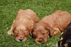 Prachtige Cockapoo pups, België, Overige rassen, CDV (hondenziekte), 8 tot 15 weken