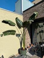 Strelitzia 2m60, Tuin en Terras, Planten | Bomen, Ophalen
