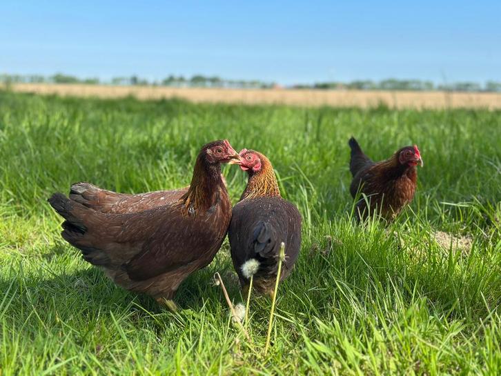 Jonge tamme Welsumer kriel kippen gesekst & ingeënt, Dieren en Toebehoren, Pluimvee, Kip, Vrouwelijk
