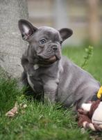Franse Bulldog pup - grijs/ blauw, Dieren en Toebehoren, CDV (hondenziekte), Bulldog, Teef, 8 tot 15 weken